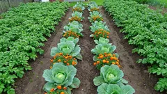 Prečo sa týchto 5 párov rastlín navzájom ničí v záhrade