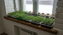 Prečo by sa tieto kvety mali vysádzať na sadeničky v januári? Zoznam kvetov na januárové siatie!