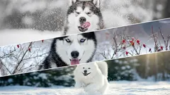 Nebojí sa zimy: 6 psích plemien vytvorených pre zasnežené zimy