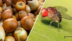 Muchy v cibuli a kvetoch som zahnal bežným vínnym zátkou (a odporúčam vám, aby ste to skúsili tiež – funguje to!).