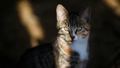 Pamätá si mačka, čo sa stalo včera, alebo žije jeden deň po druhom?