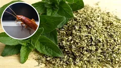 Ako odohnať šváby z vášho domova pomocou malého množstva oregana: účinný domáci prostriedok proti hmyzu.