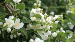 Izba rastlina, ktorú nazývajú „zdrojom šťastia“: jej vôňa zlepšuje náladu a upokojuje nervy.