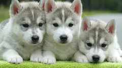 Ako naučiť šteňa vykonávať potrebu vonku: postupný tréningový metóda