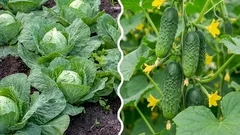 Čo sa stane, ak zasadíte kapustu vedľa uhoriek: chyba alebo správne rozhodnutie