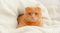 Čo vidia mačky, čo my nevidíme