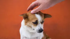 7 vecí, ktoré vášho psa otravujú, a vy si to ani neuvedomujete