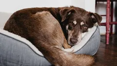 Prečo sa psy pred ľahnutím otočia: tajný jazyk, ktorému ste nerozumeli