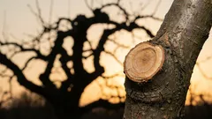 Ako zabrániť rastu stromov, aby rodili ovocie: 3 chyby pri prerezávaní, ktoré robí veľa ľudí