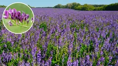 Táto rastlina rýchlo zvyšuje úrodnosť aj piesočnatých pôd a je tiež veľmi užitočná. Môžete ju vysadiť už teraz.