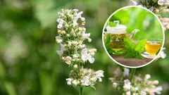 Táto jedinečná rastlina je upokojujúcejšia ako mäta a môže nahradiť citrón. Všetko, čo potrebujete vedieť o mačacej mäte