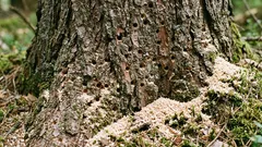 Ako zistiť, či je strom napadnutý kôrovcami: včasné príznaky, kedy ho ešte možno zachrániť