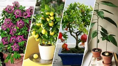 Aké ovocie môžete pestovať vo svojom byte: ani ste o tom netušili