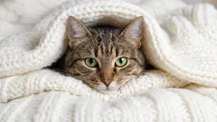 Prečo mačky musia v noci liezť do postele svojich majiteľov